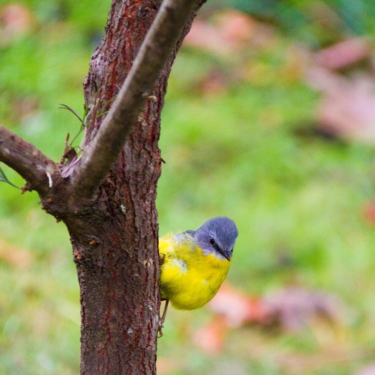 فيلا Mt Glorious Getaways Mount Glorious المظهر الخارجي الصورة