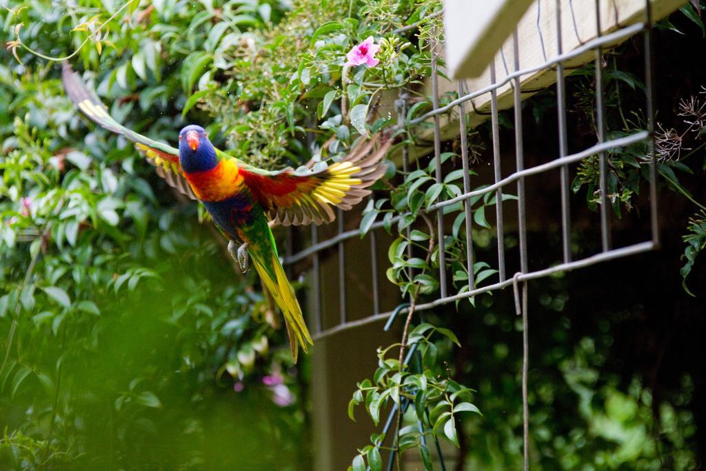 فيلا Mt Glorious Getaways Mount Glorious المظهر الخارجي الصورة